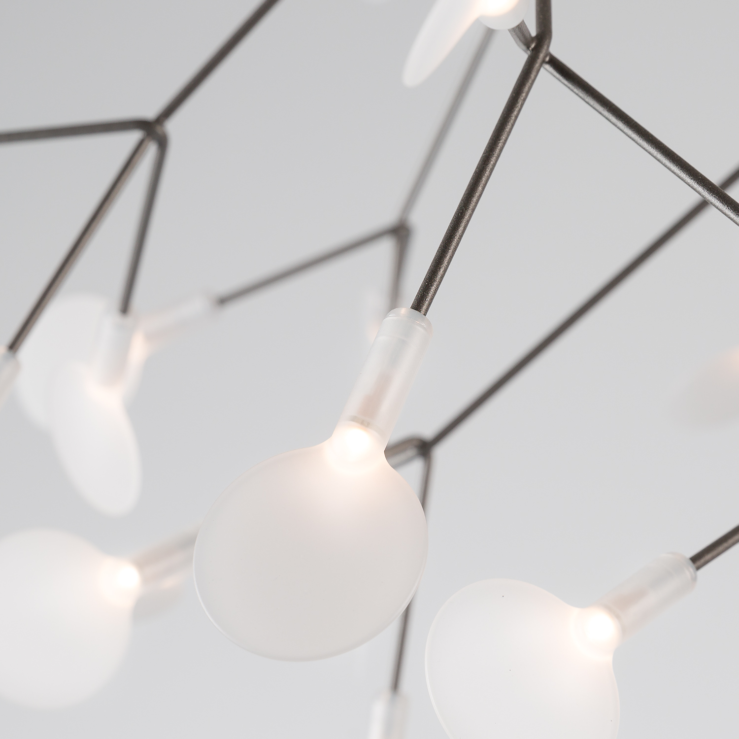 Heracleum-Nickel.jpg