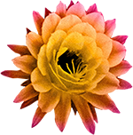 Drawing of flower Calli Papayan
